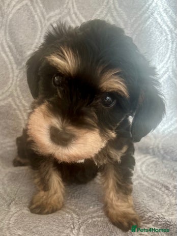 Mixed Breed dogs 🐾🐶Adorable and very cute Cavaschnauzer 🐶🐾 - Advert 1