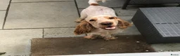 Cocker Spaniel dogs for stud: Cocker spaniel show for stud - Advert 15