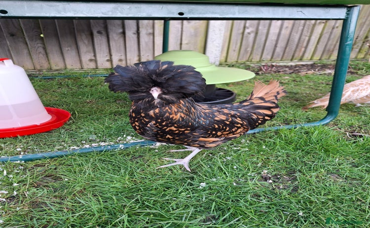 Chickens poultry - Advert 1