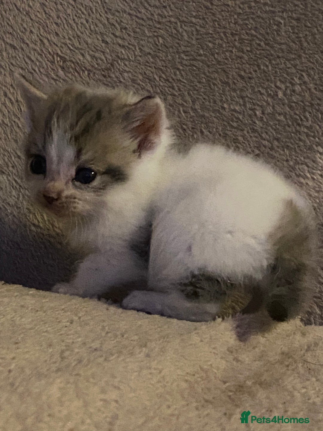 British Longhair cats for sale: Lovely Kittens - Advert 6