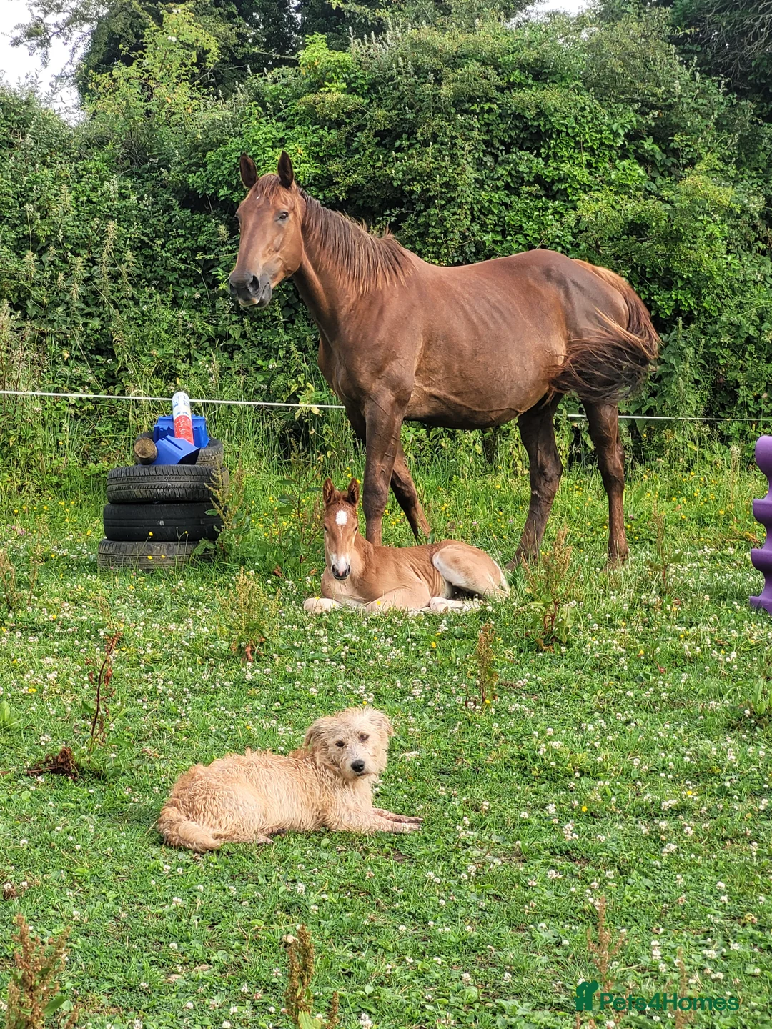 Glen of Imaal Terrier dogs for sale: Maximum dog in minimum frame! - Advert 11