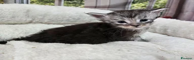 Maine Coon 3 Peanut