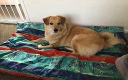 Mixed Breed dogs for adoption: Myla  in Beverley - Image 1