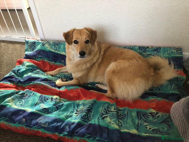 Mixed Breed dogs Myla in Beverley - Advert 9