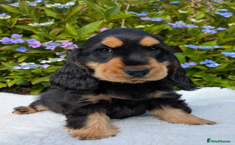 Cocker Spaniel dogs - Advert 1