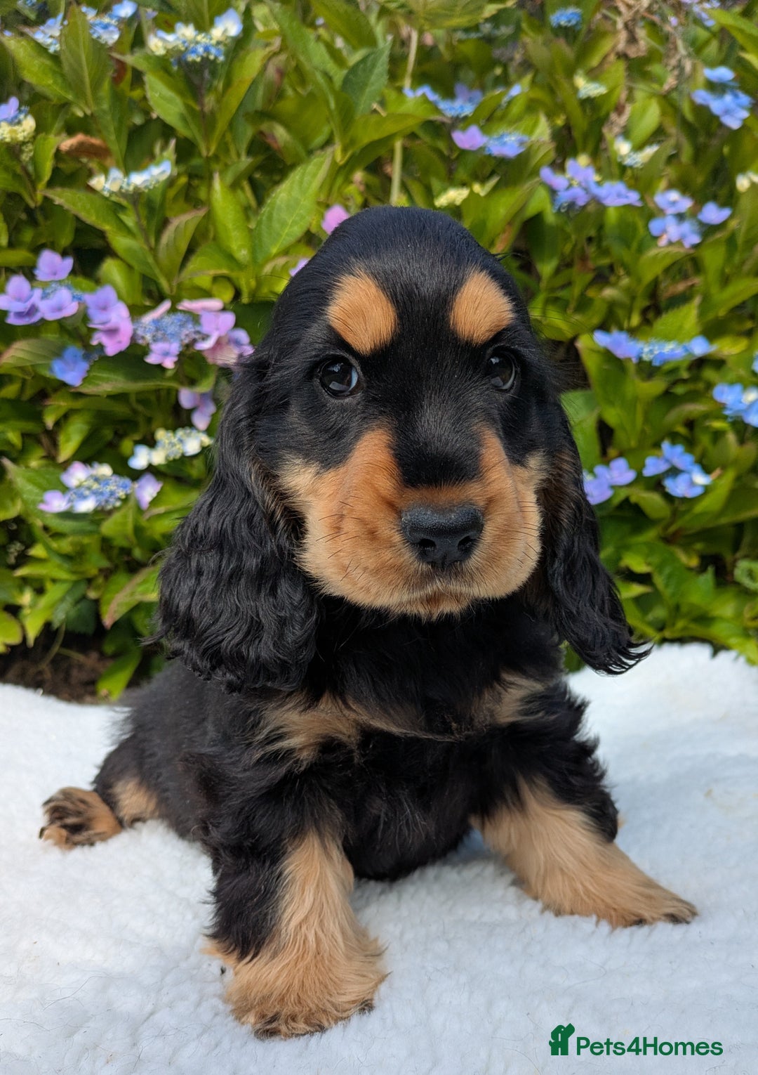Cocker Spaniel dogs for sale: Beautiful Health Tested Show Blk + Blk/Tan Pups!  - Image 1