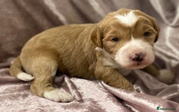 Labradoodle dogs for sale: Labradoodles for Sale! - Image 18