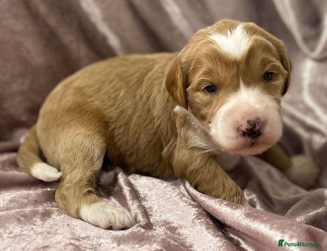Labradoodle dogs for sale: Labradoodles for Sale! - Image 18