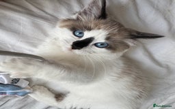 Ragdoll cats for sale: Beautiful Blue Ragdoll kitten for sale  - Image 4