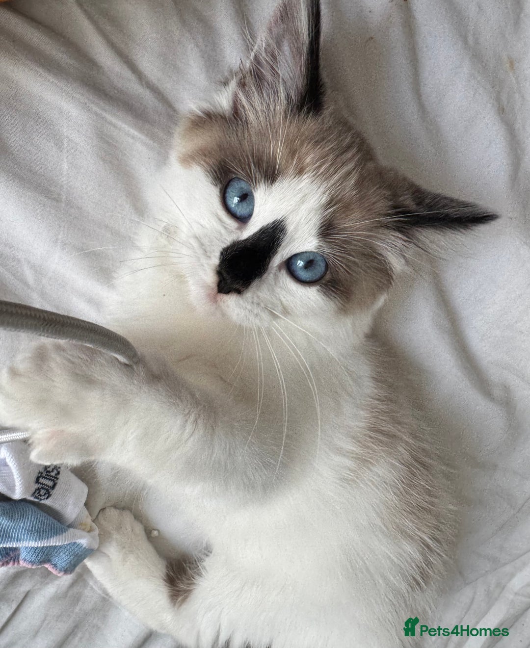 Ragdoll cats for sale: Beautiful Blue Ragdoll kitten for sale  - Image 4