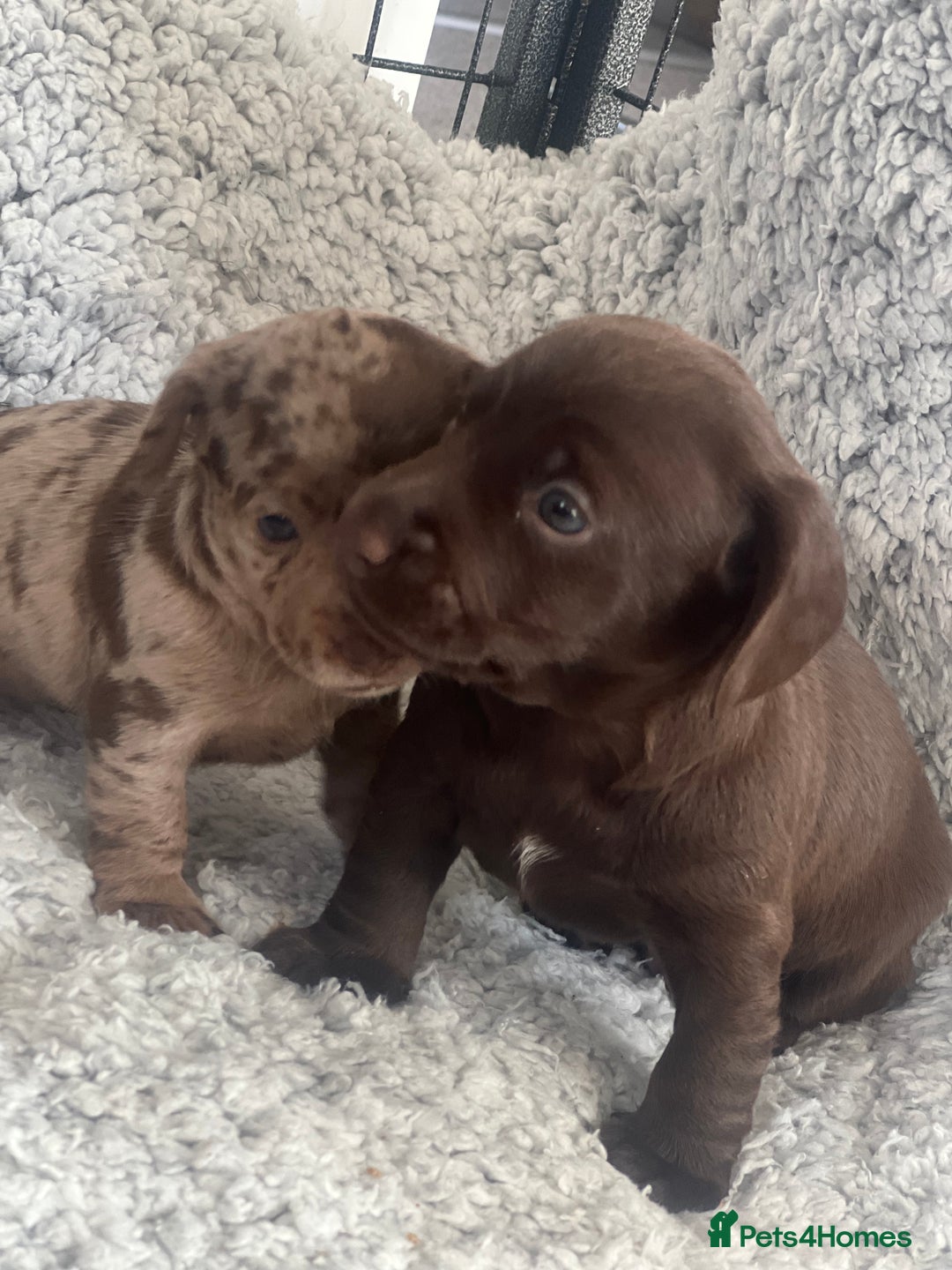 Mixed Breed dogs for sale: LAST GIRL 🩷 daxipoo - Advert 13