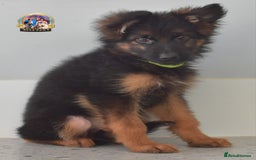 German Shepherd dogs for sale: 💥REDUCED PRICE💥 3 GIRLS German shepherd puppies  - Image 5