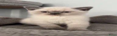 Goose 