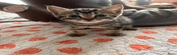 Mixed Breed cats for sale: Kittens  - Advert 15