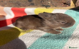 Netherland Dwarf rabbits for sale: Sweet Netherland dwarf bunnies  - Image 2