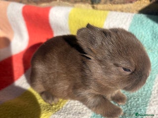 Netherland Dwarf rabbits - Advert 1