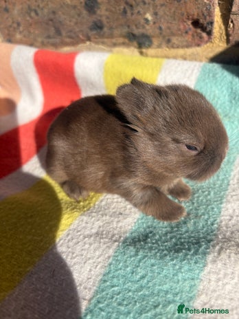 Netherland Dwarf rabbits - Advert 1