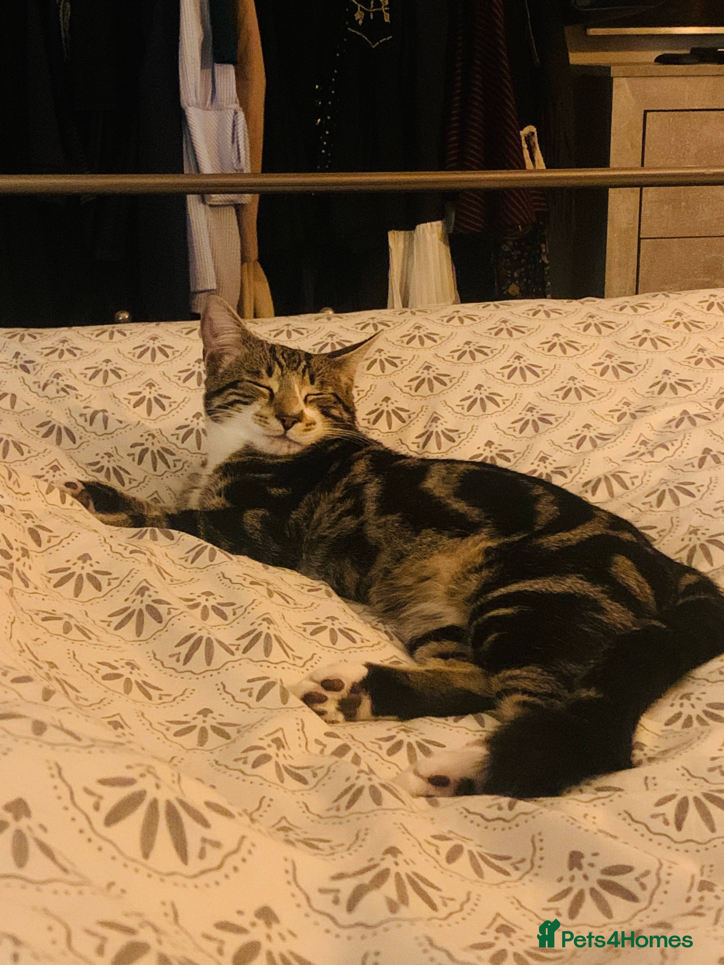 Bengal cats Gorgeous Tabby / Bengal Cat - Super Friendly  - Advert 18