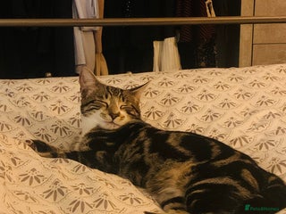 Bengal cats - Advert 1