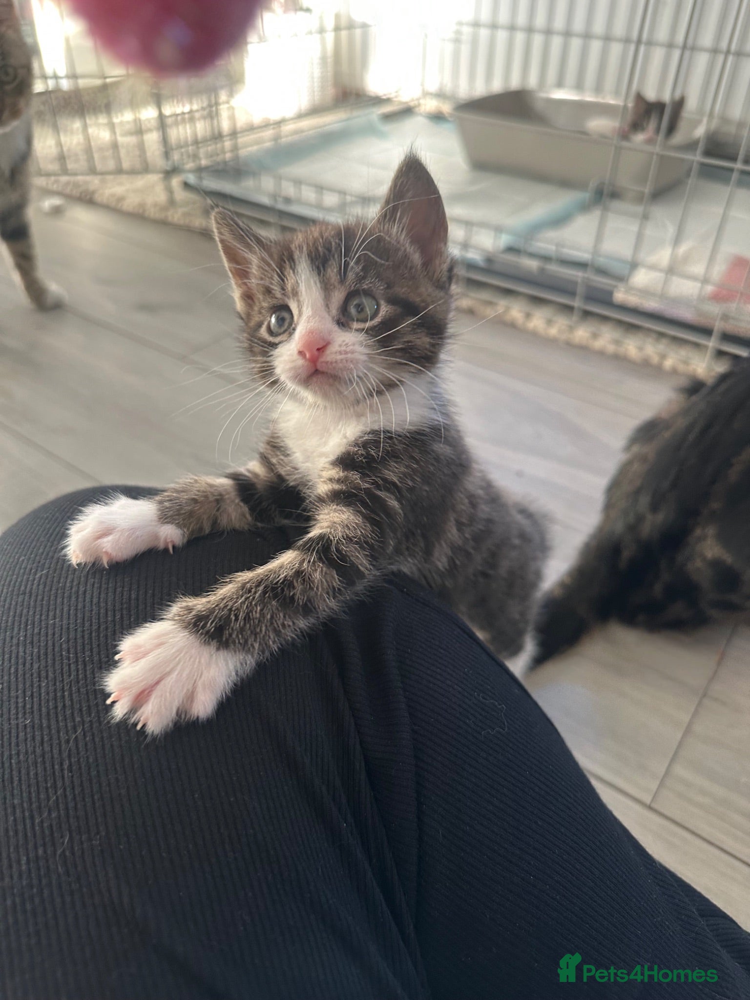 Mixed Breed cats 5 week old kittens -2 girls and 1 boy  - Advert 4