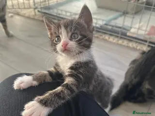 Mixed Breed cats 5 week old kittens -2 girls and 1 boy - Advert 4