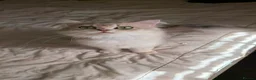British Longhair cats for sale: British long hair female  - Advert 3
