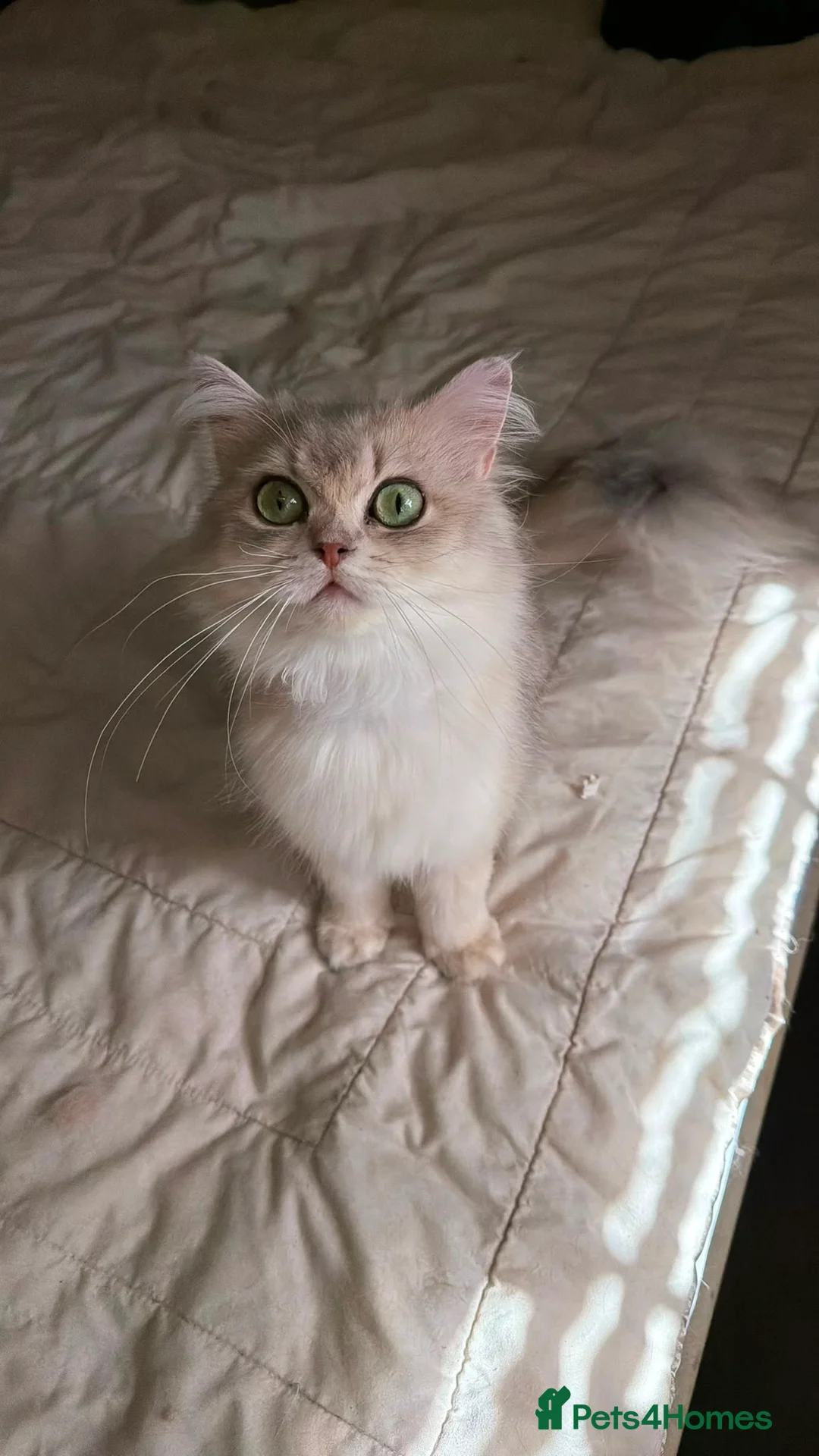 British Longhair cats for sale: British long hair female  - Advert 3