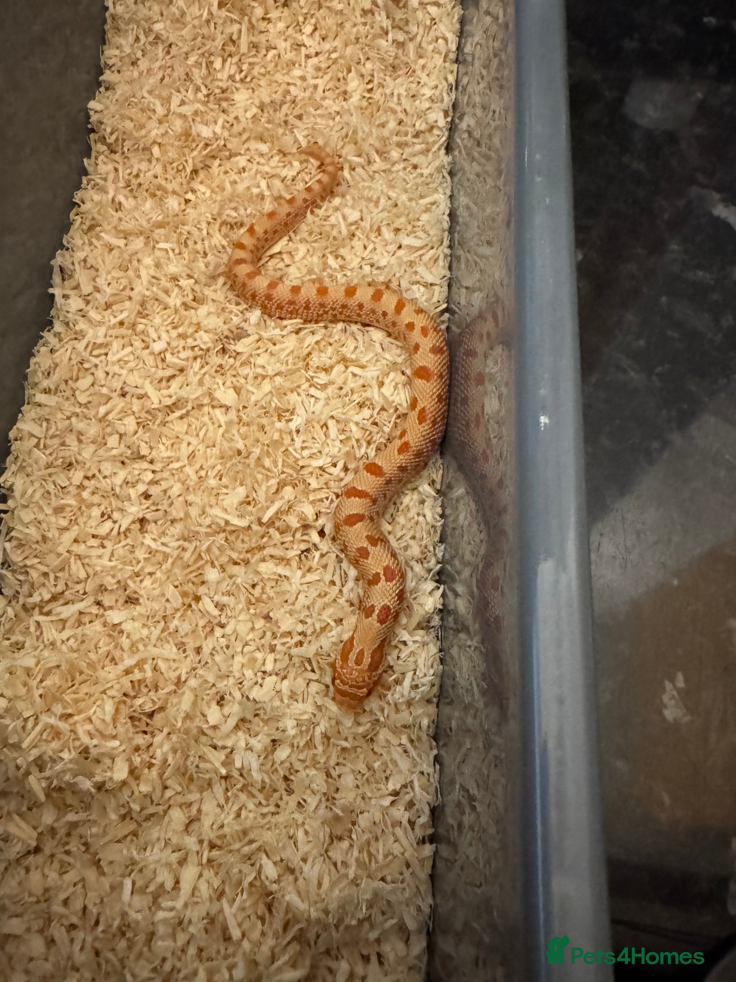 Snake reptiles Hognose babies  - Advert 1