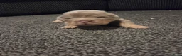Shar Pei dogs for sale: 5 Shar peis in Hull - Advert 16