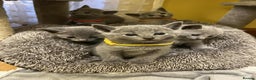 Russian Blue cats for sale: TICA REGISTERED Pure Breed Russian Blue Kittens - Advert 1