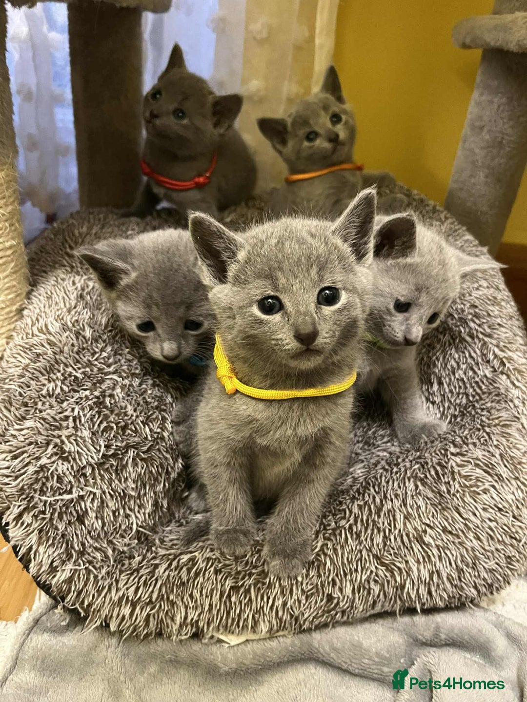 Russian Blue cats for sale: TICA REGISTERED Pure Breed Russian Blue Kittens - Advert 1
