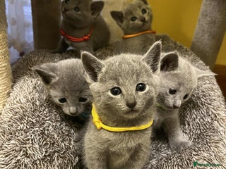 Russian Blue cats TICA REGISTERED Pure Breed Russian Blue Kittens - Advert 6