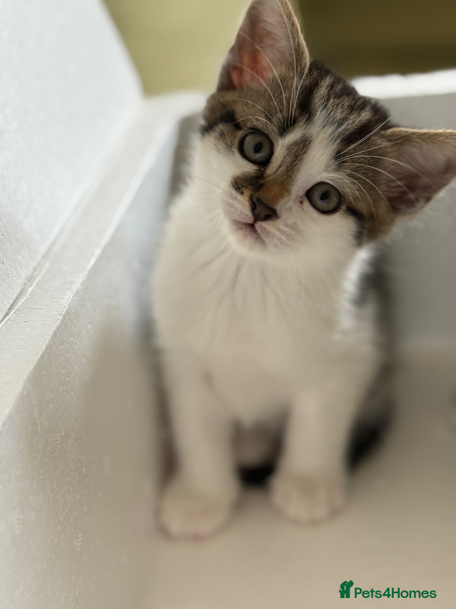 Scottish Fold cats Scottish Kittens Available for Sale😺 - Advert 2