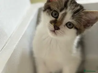 Scottish Fold cats Scottish Kittens Available for Sale😺 - Advert 2