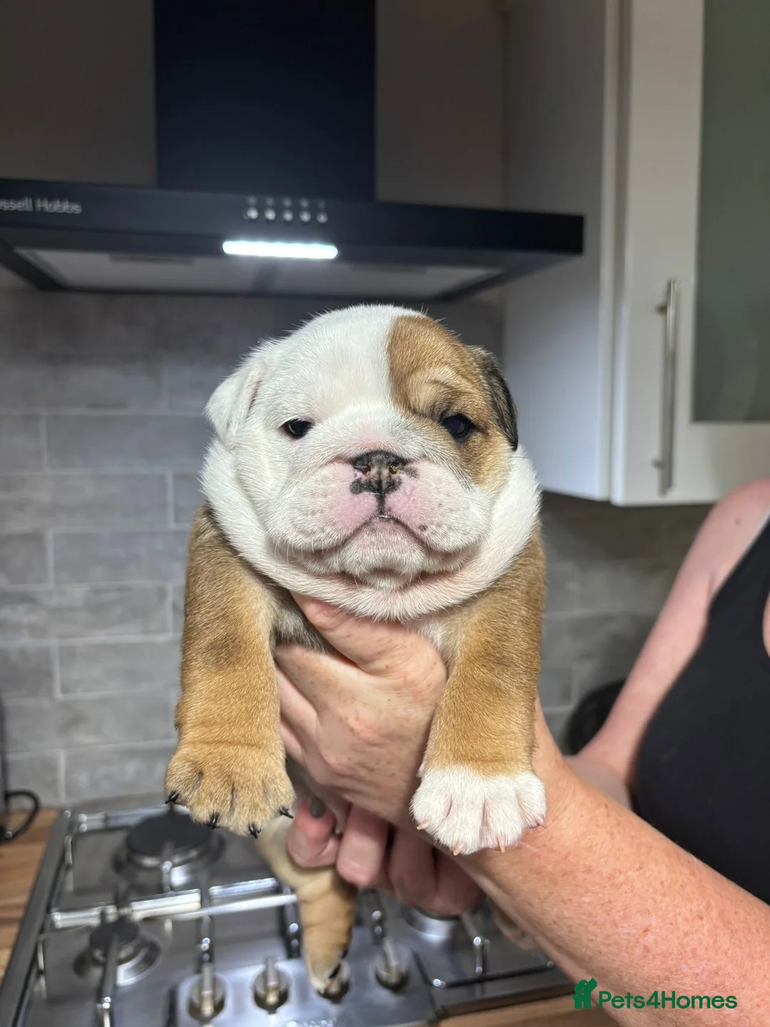 English Bulldog dogs for sale: Champion Sired KC Bulldog Puppies in Manchester - Advert 18