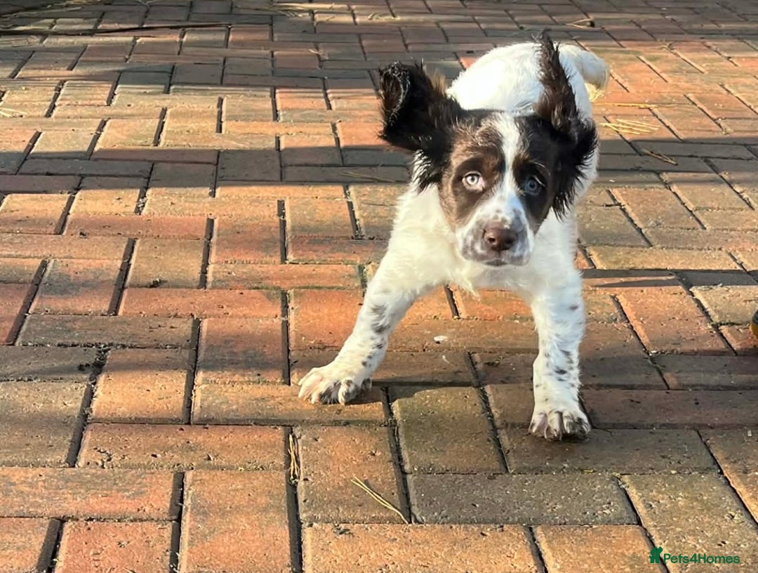 Cocker Spaniel dogs for sale: Male cocker spaniel puppy  - Advert 6