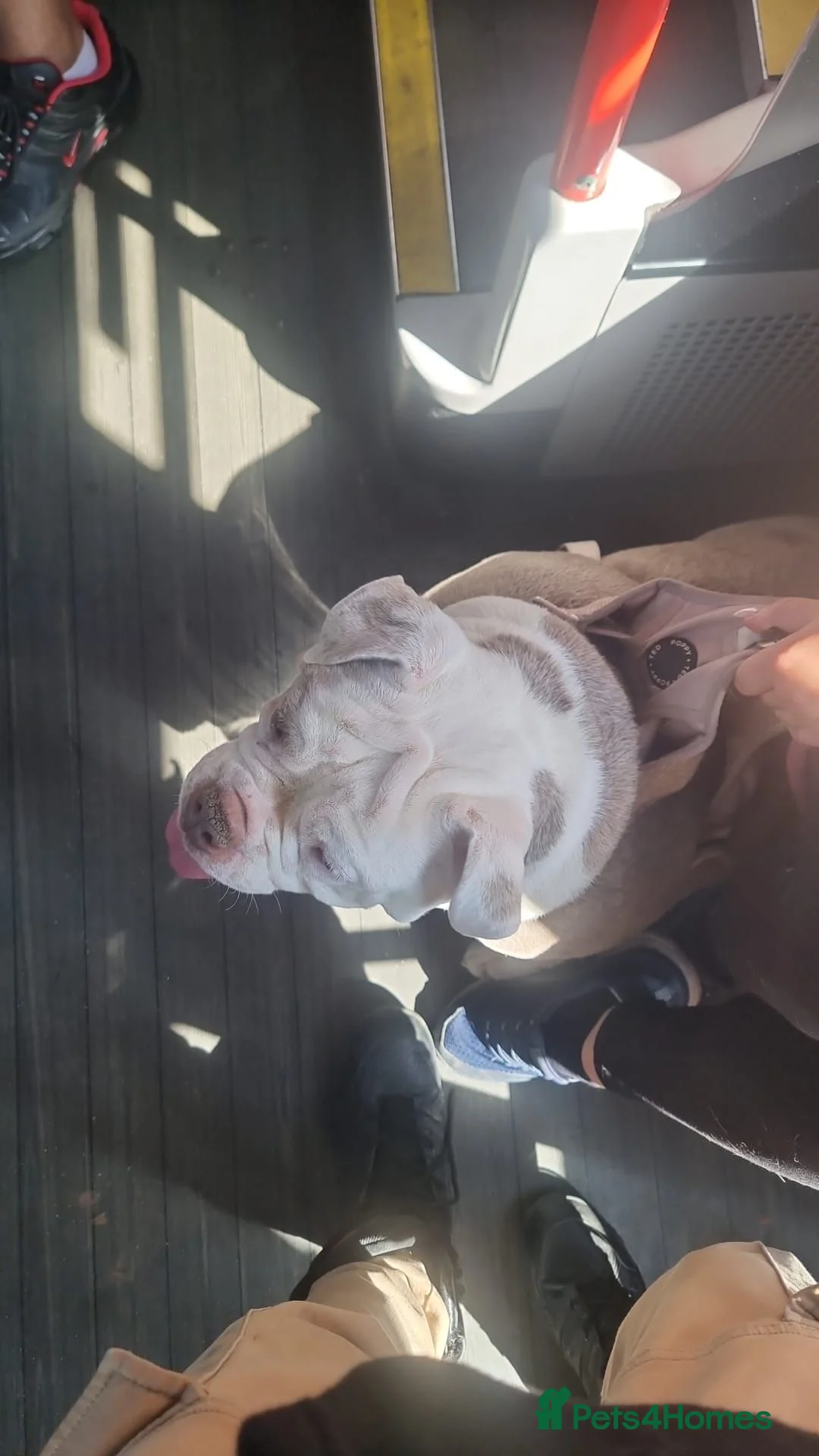 Old Tyme Bulldog dogs for sale: Old tyme bulldog girl - Advert 2