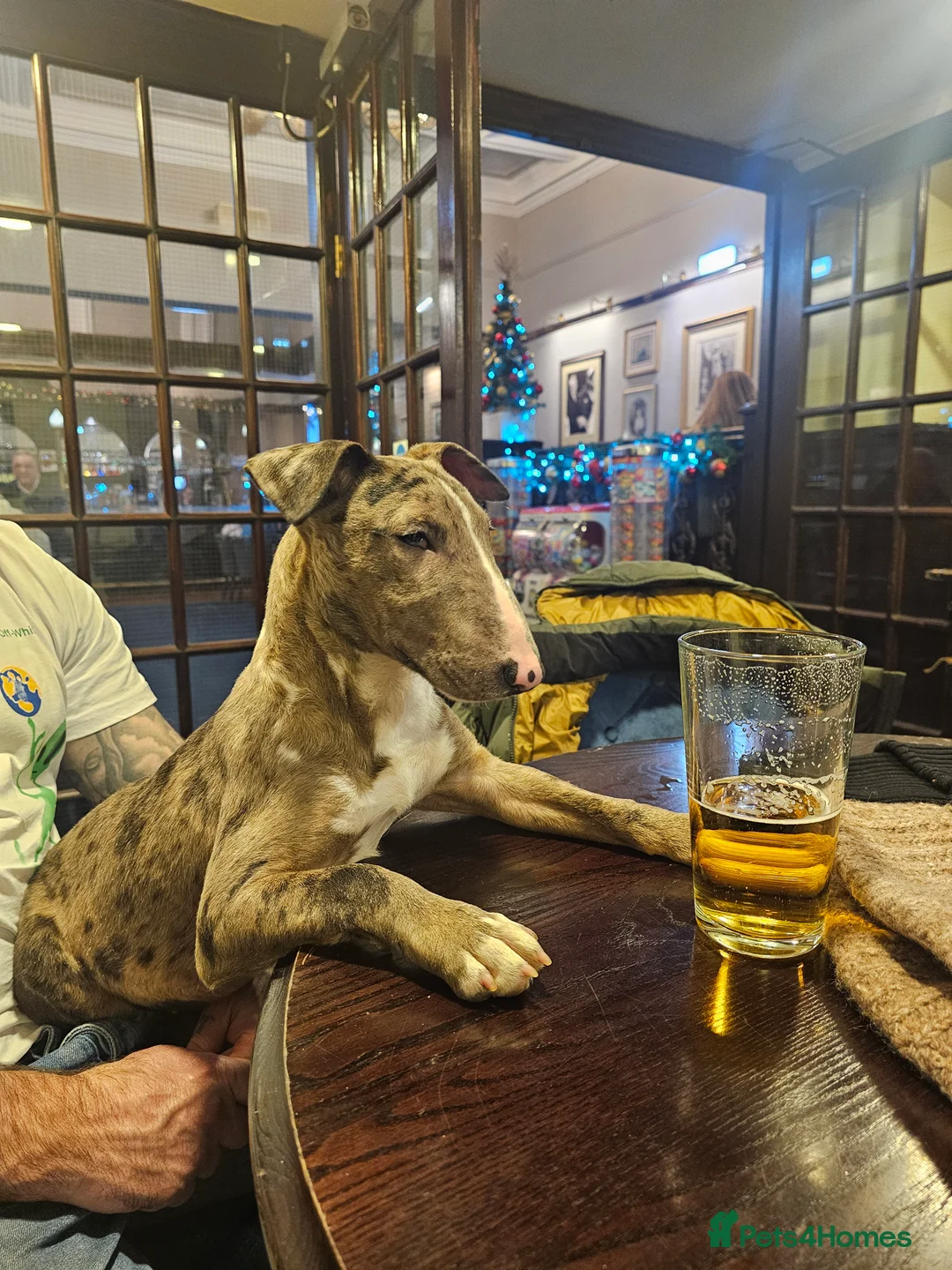 Miniature Bull terrier dogs for sale: Merle miniature english bull terrier  - Advert 7