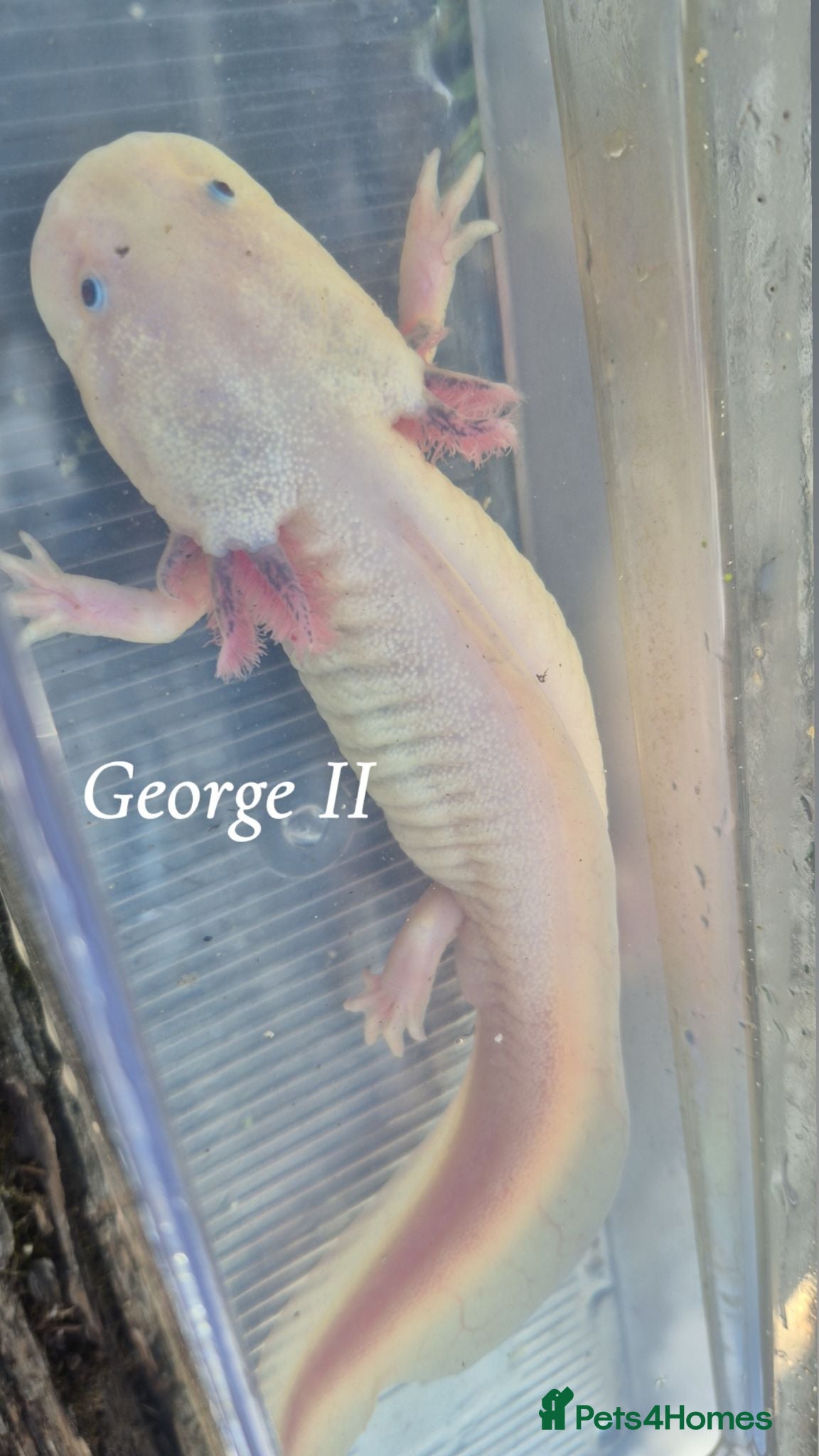 Axolotl reptiles Adult axolotls needing new waters - Advert 3