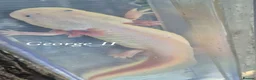 Axolotl reptiles for sale: Adult axolotls needing new waters - Advert 1