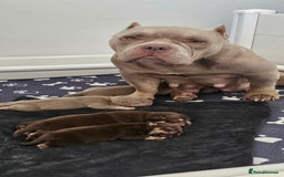 American Bully dogs for sale: Pocket Bully puppies - Image 6