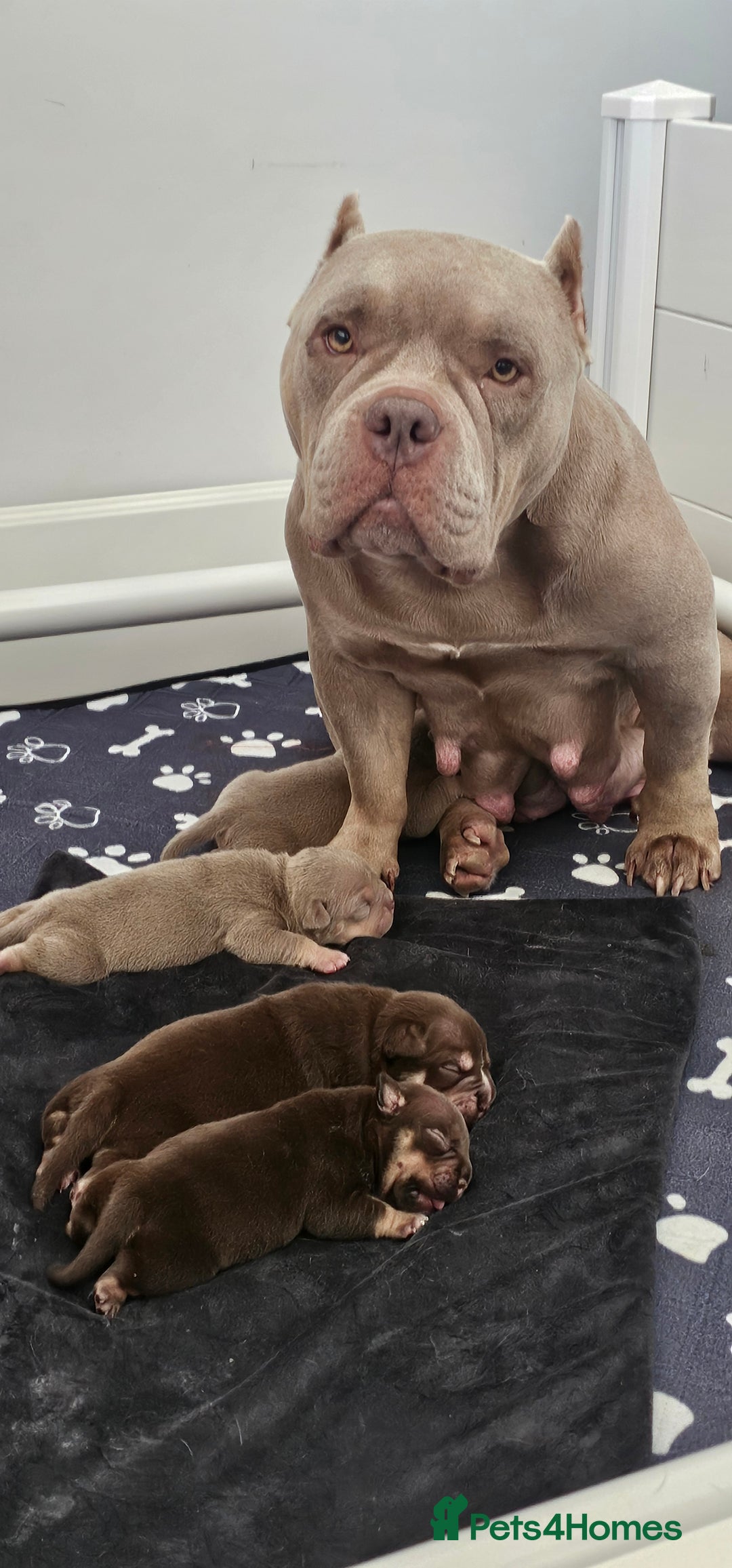 American Bully dogs for sale: Pocket Bully puppies - Image 6