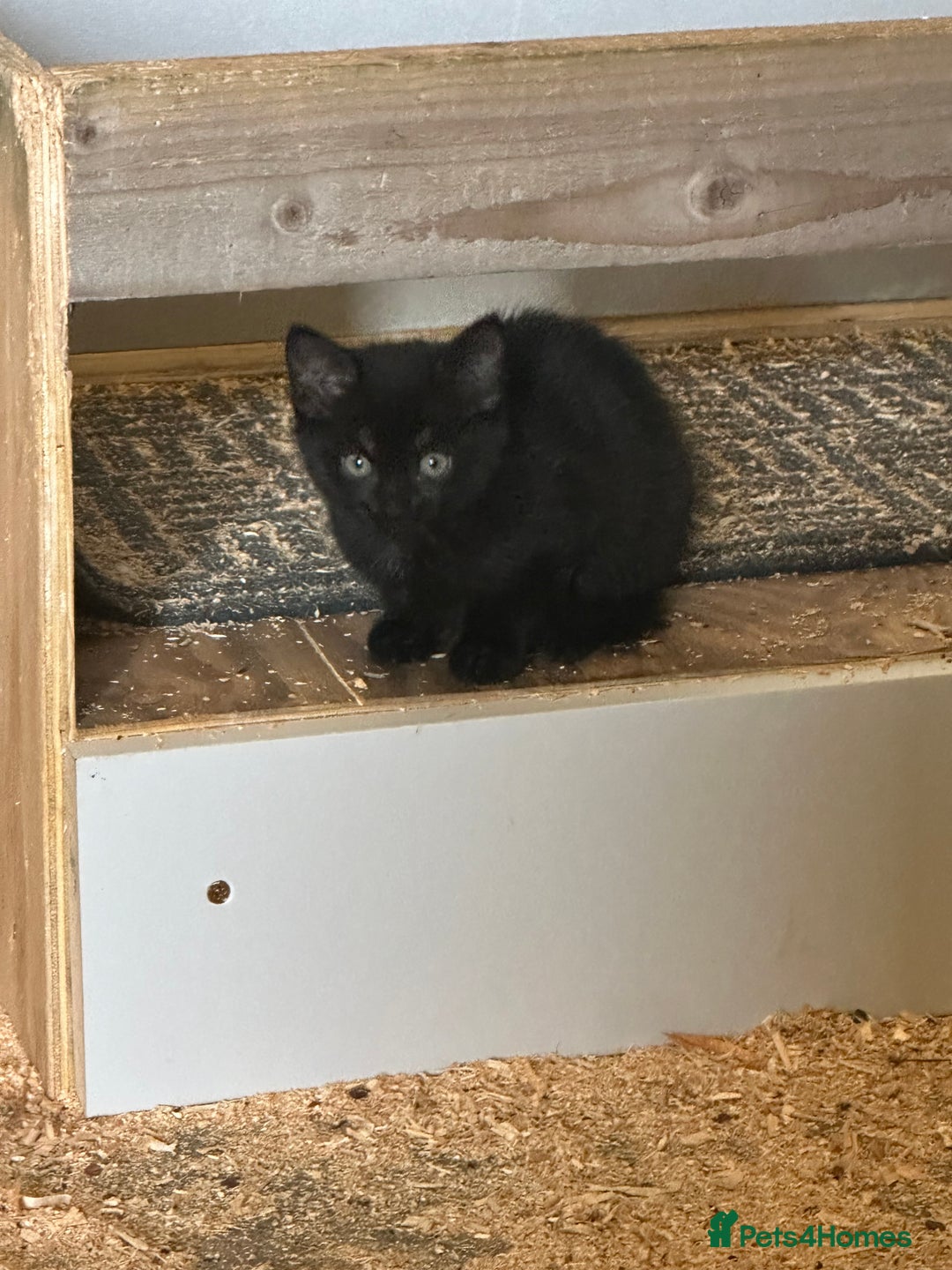 Mixed Breed cats for sale: KITTENS - Image 5