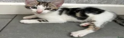 Mixed Breed cats for sale: Two gorgeous boy kittens ready to leave  - Advert 7