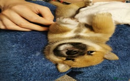 Japanese Shiba Inu dogs for sale: 5 KC Shiba puppies looking for their furever home  - Image 20