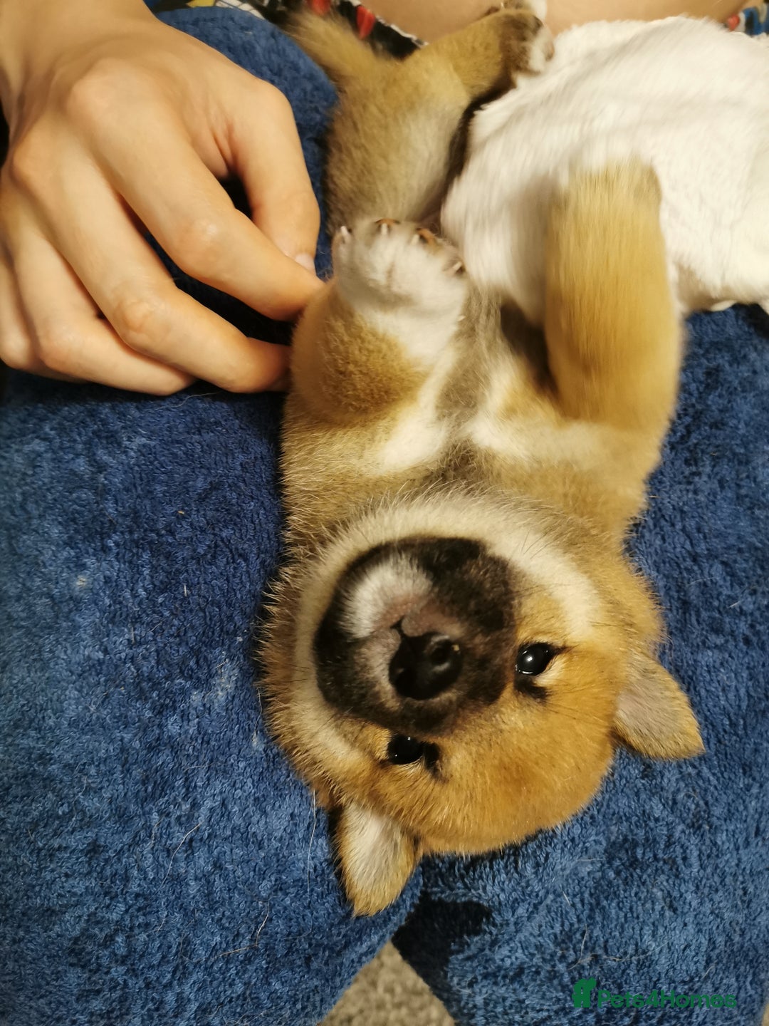 Japanese Shiba Inu dogs for sale: 5 KC Shiba puppies looking for their furever home  - Image 20