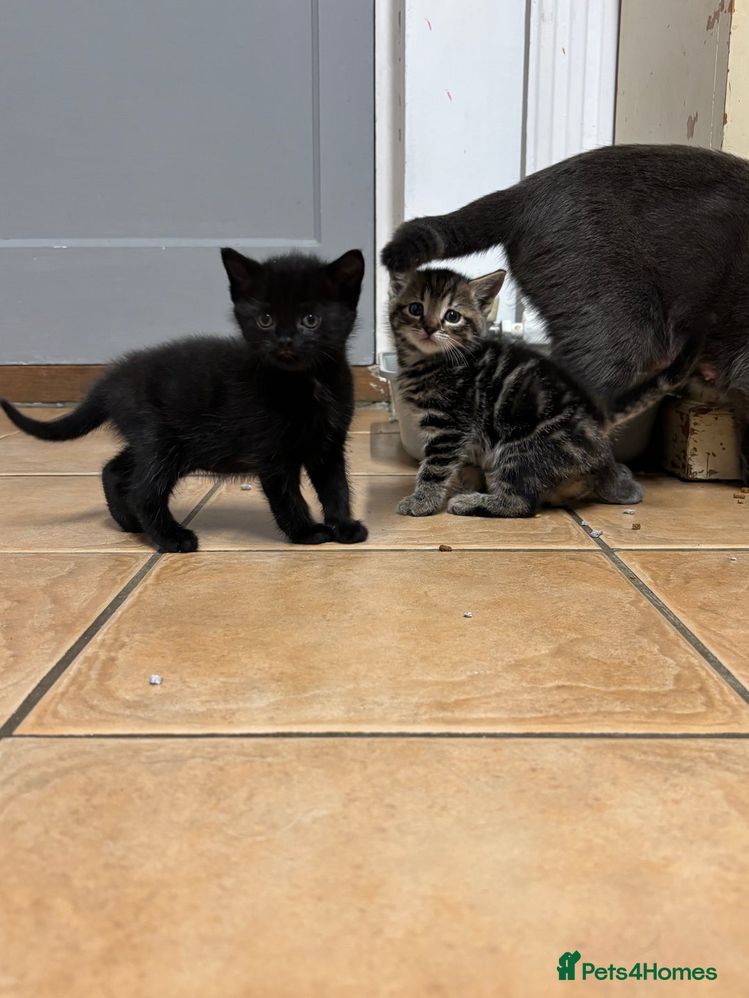 British Shorthair cats for sale: Kittens for sale - Advert 10