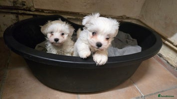 Bichon Frise dogs - Advert 3