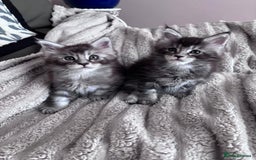 Maine Coon cats for sale: 1 beautiful Male kitten left - Image 13