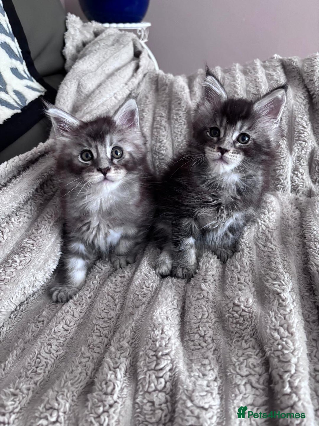 Maine Coon cats for sale: 1 beautiful Male kitten left - Image 13